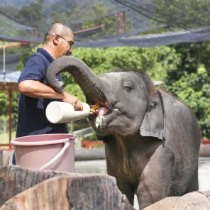 Elephant sanctuary private day tour from Kuala Lumpur