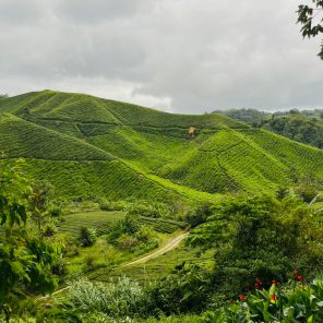 Cameron highland private day tour from Kuala Lumpur